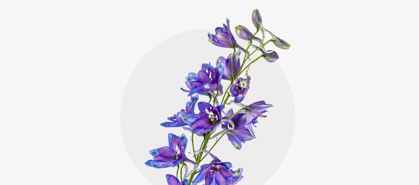 Rittersporn Ein einzelner violett-blauer Ritterspornzweig mit zarten Blüten vor hellem, kreisförmigem Hintergrund.