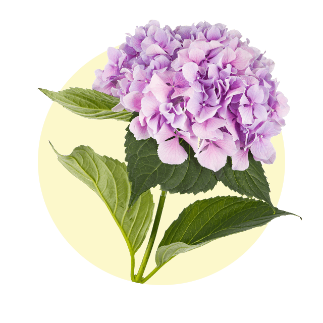 Lila Hortensienblüte mit grünen Blättern, einzeln vor hellem Hintergrund.