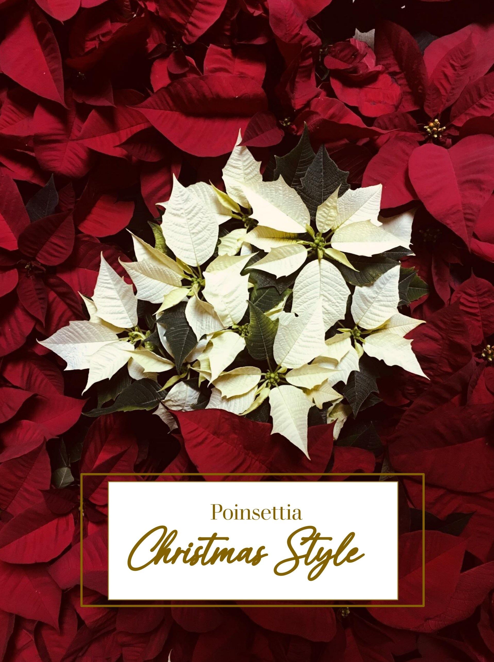 Poinsettia