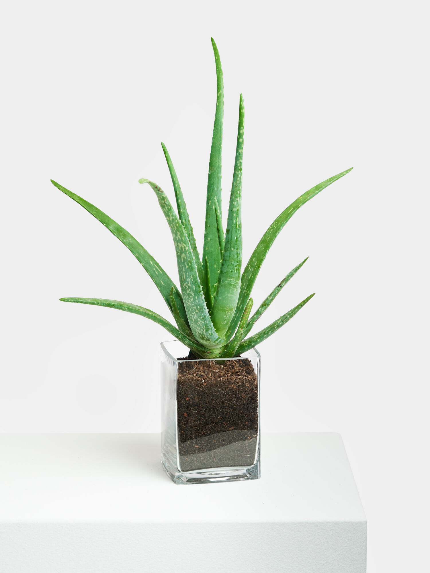 Echte Aloe in Vase