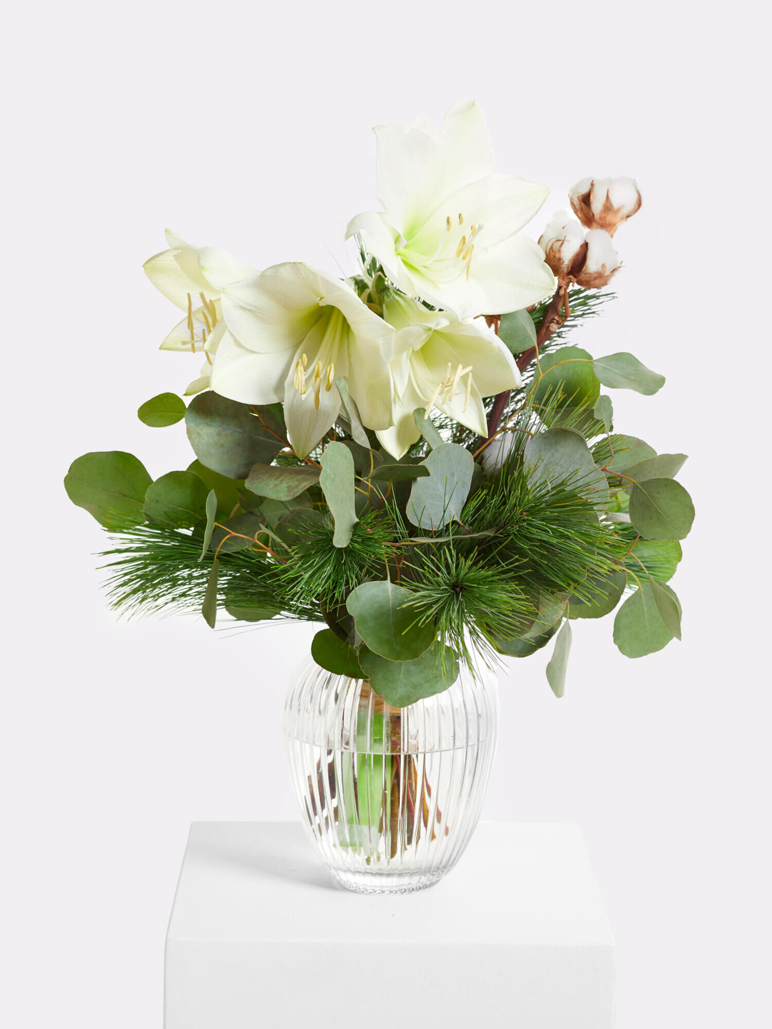 Magic White - Hauptblüte: Amaryllis - Hauptfarbe: Weiß