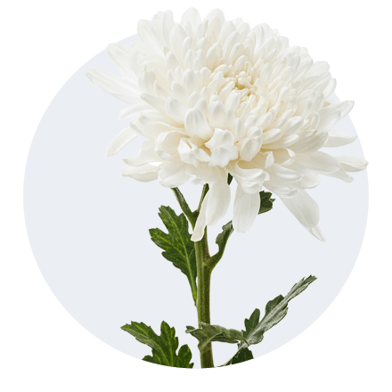 Weiße Chrysantheme mit dicht gefüllter Blüte und gezackten Blättern an einem kräftigen grünen Stiel vor neutralem Hintergrund