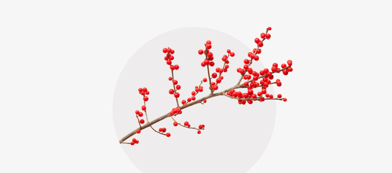 Ein einzelner Zweig der Stechpalme (Ilex) mit leuchtend roten Beeren vor einem minimalistischen Hintergrund, der einen dezenten weißen Kreis zeigt.