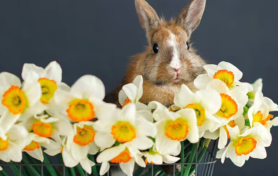 Zwergkaninchen im Körbchen mit Narzissen