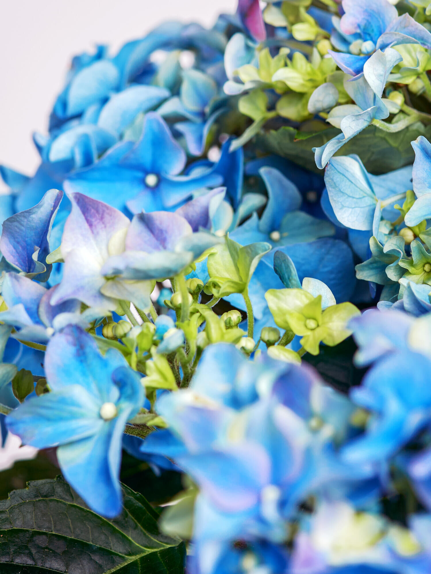 World's Best Mom - Main Colors: BLUE - Main Flowers: HYDRANGEA