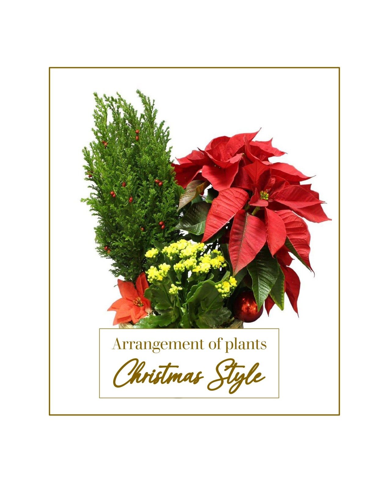 Christmas Style - Arrangement of Plants