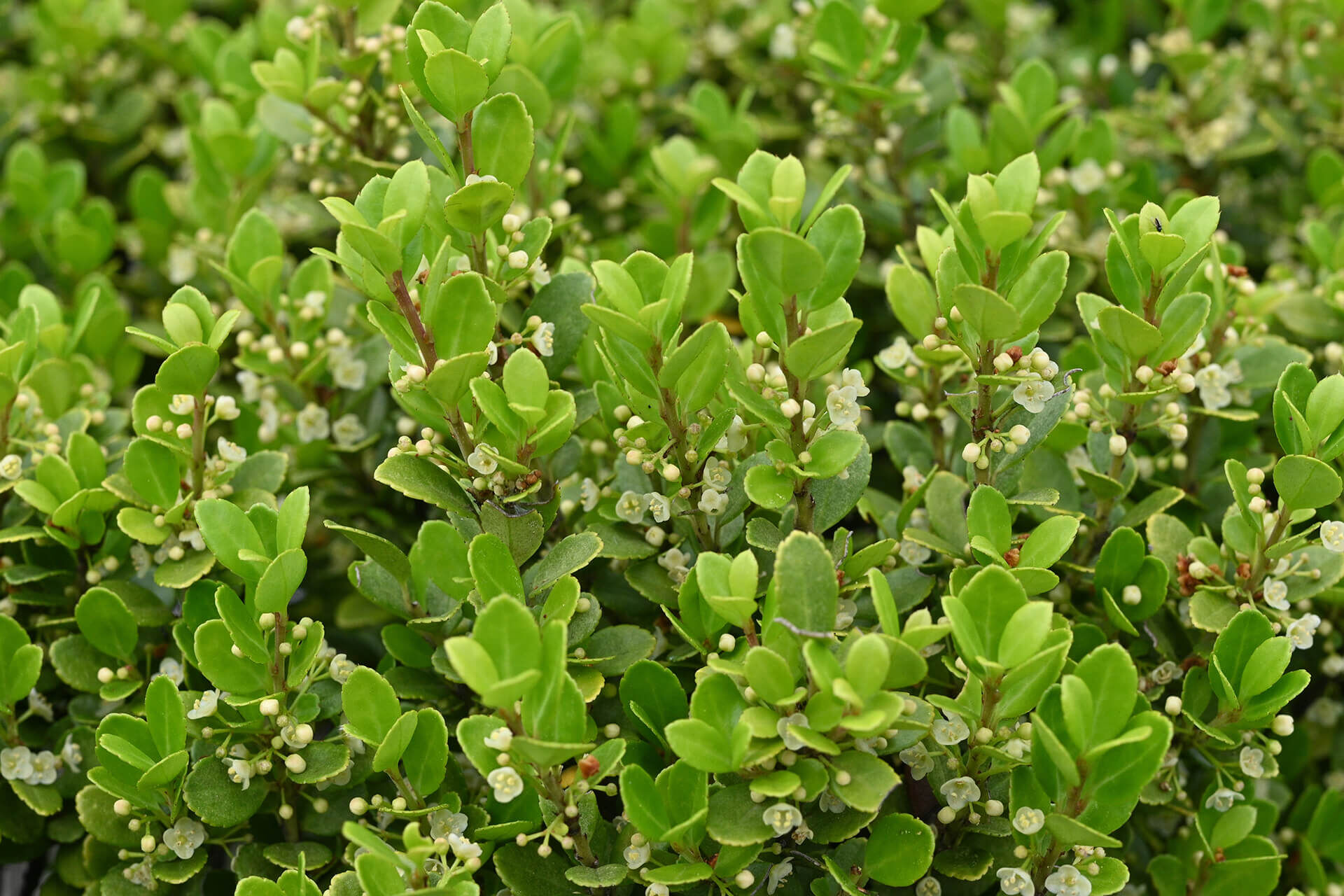 Nahaufnahme eines Strauchs der Japanischen Stechpalme (Ilex crenata) mit kleinen, glänzend grünen Blättern und zarten, cremeweißen Blüten. Die dichte Struktur und die filigranen Details verleihen der Pflanze eine elegante Erscheinung.