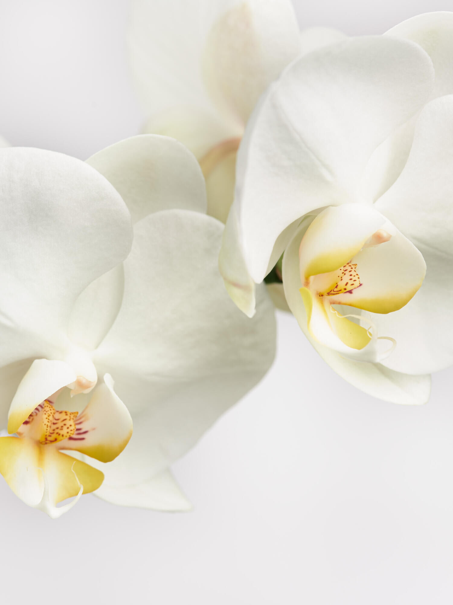 Weiße Orchidee in Vase mit Flachs