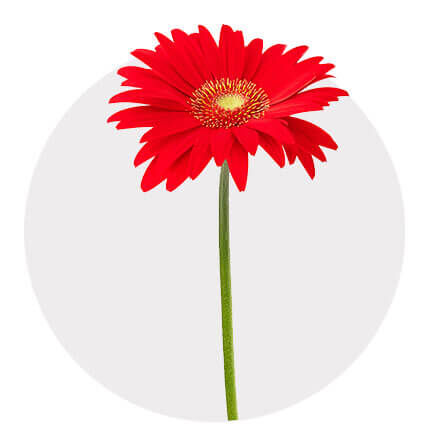 Blüte einer Gerbera in Rot