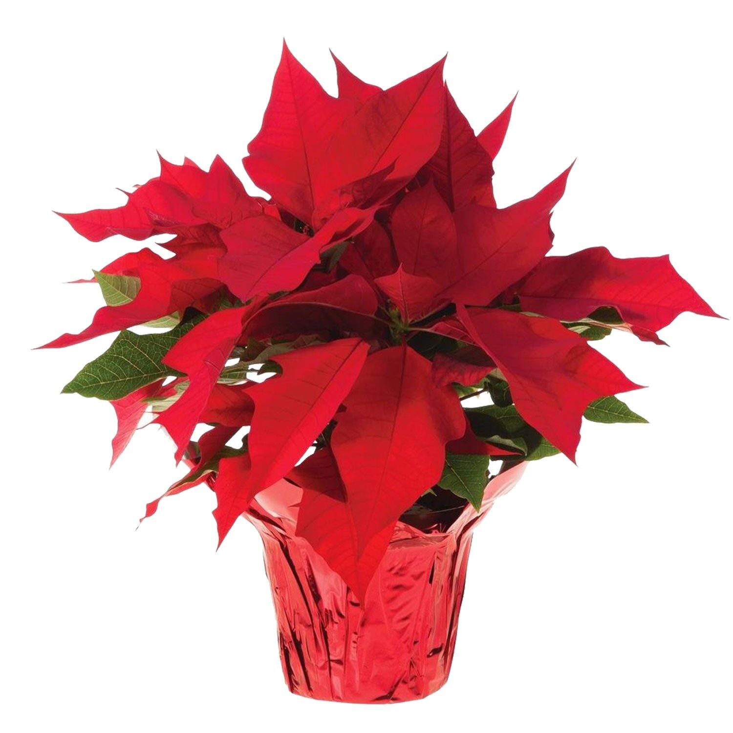 Red Poinsettia Christmas Style