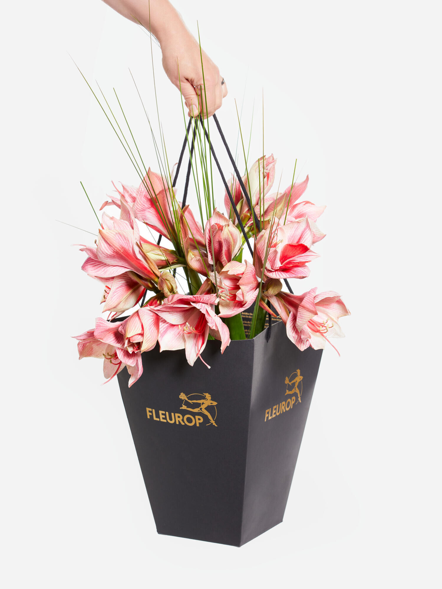 Winterfreuden Winterfreuden - Hauptblüte: Amaryllis - Hauptfarbe: Pink, Rosa