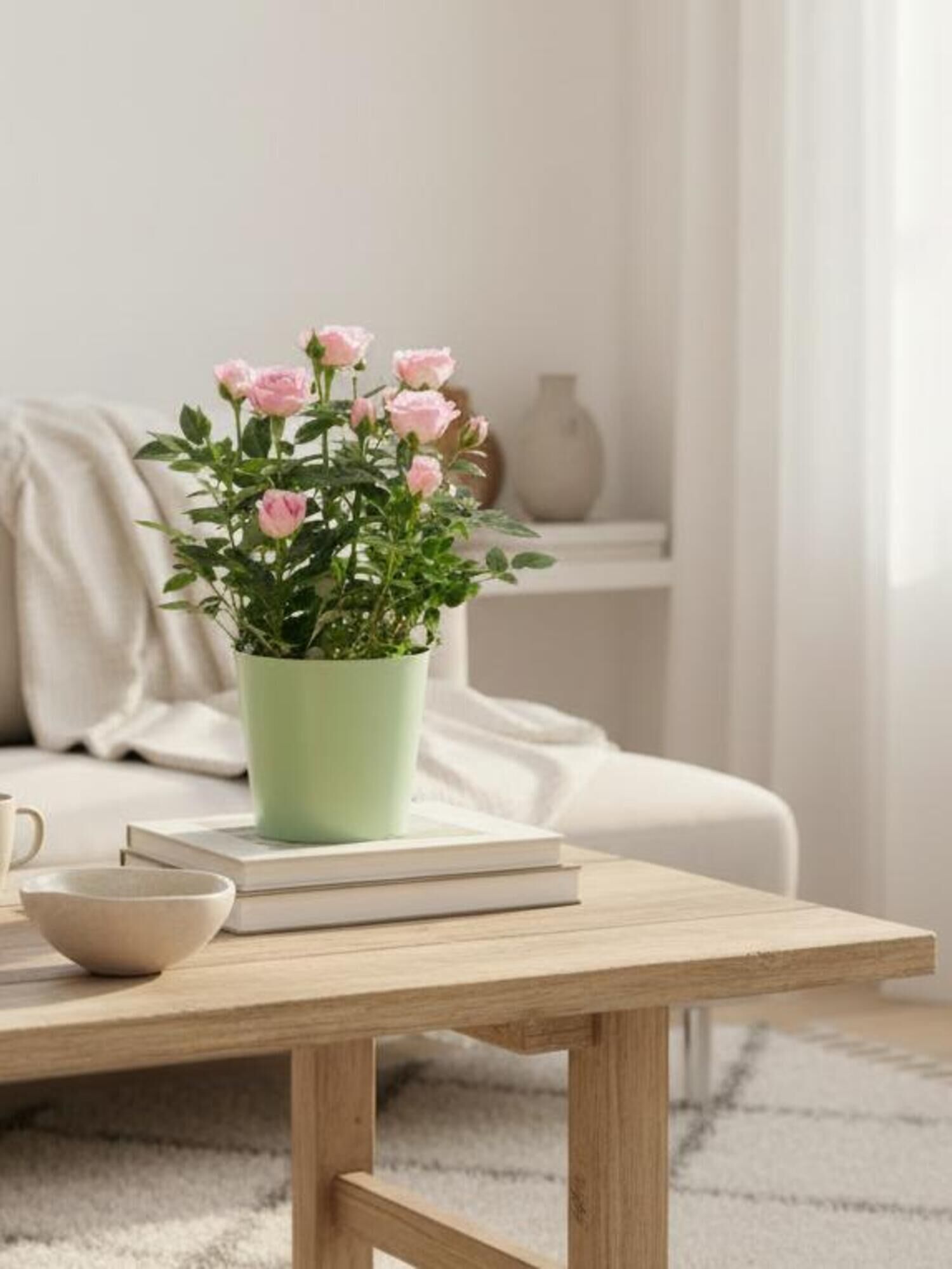 Topfrose "Charming" online versenden | Fleurop