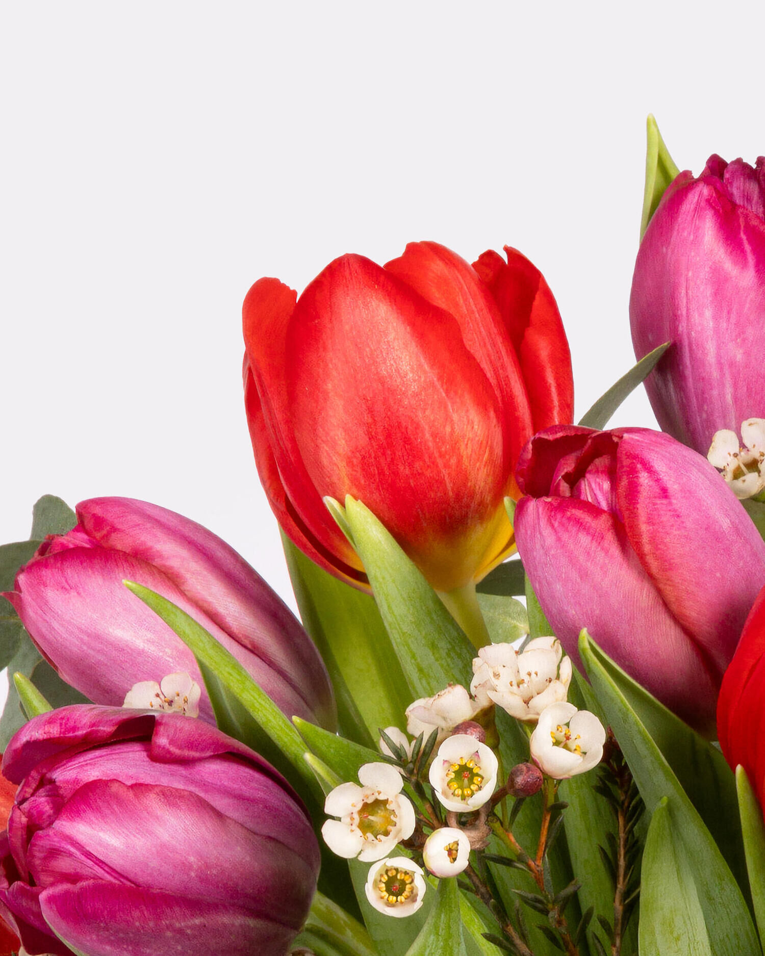 Tulpenliebe - Hauptblüte: Tulpen - Hauptfarbe: Rosa, Rot