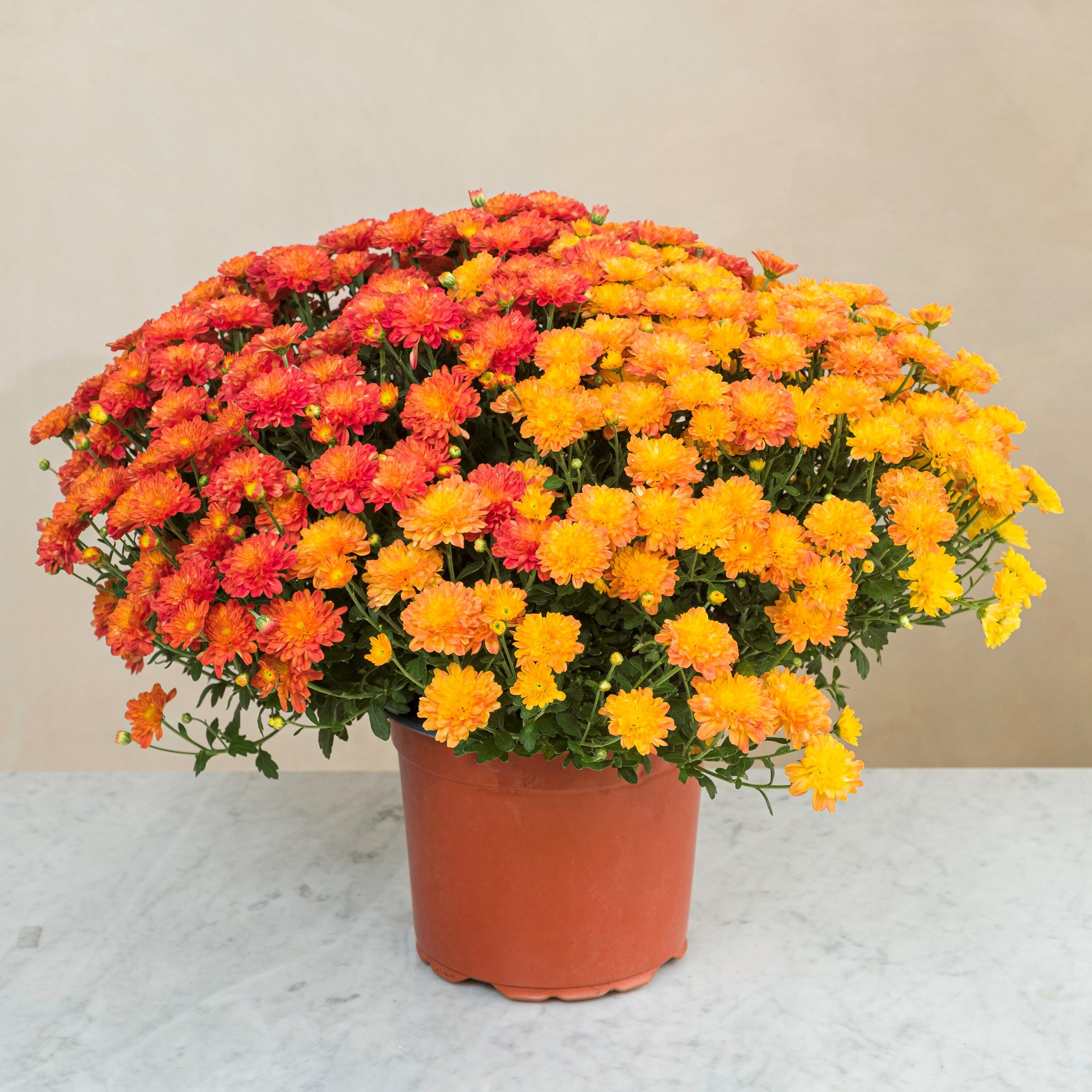 Chrysantheme multicolore Chrysantheme multicolore