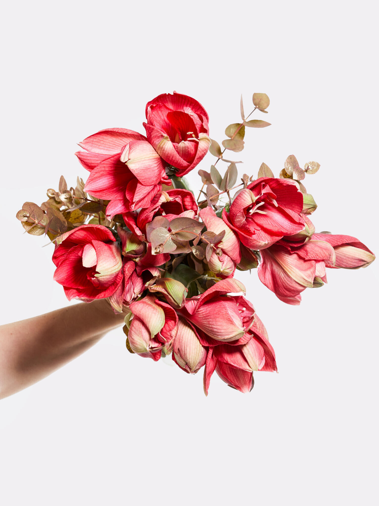 Wintermärchen - Hauptblüte: Amaryllis - Hauptfarbe: Gold, Pink, Rosa