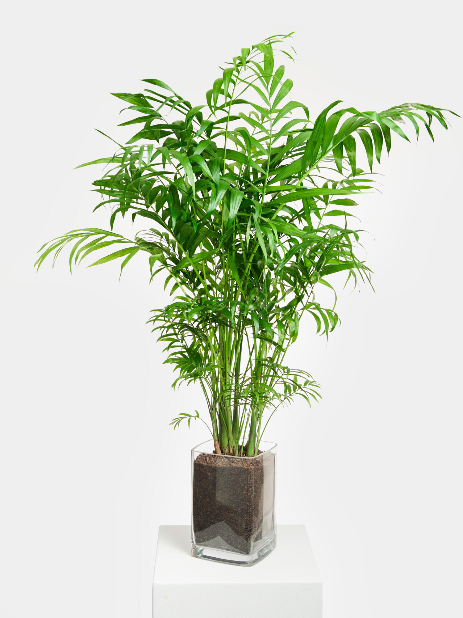 Mountain Palm in Vase