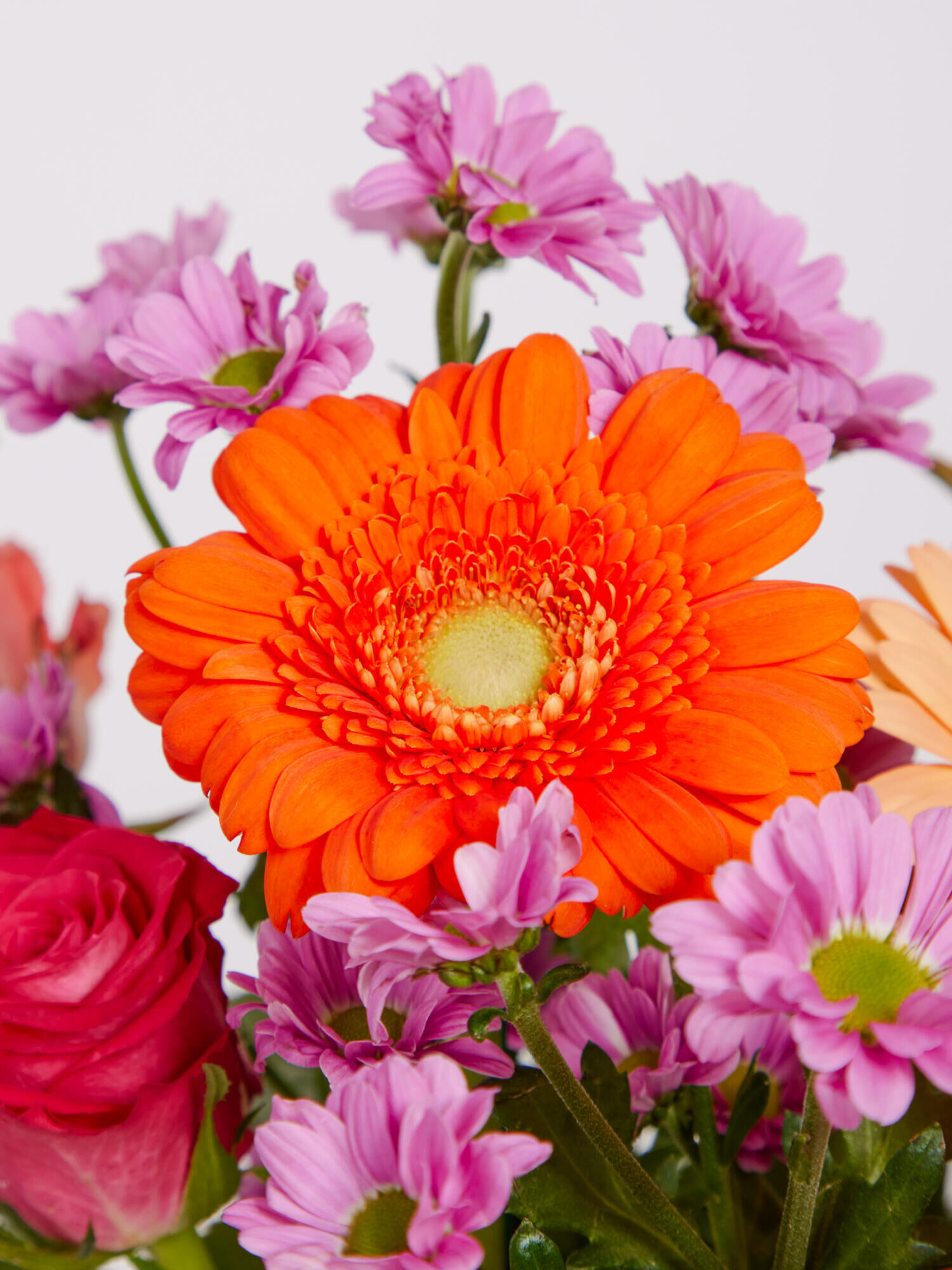 Happy Colours - Main Colors: PURPLE, ROSE - Main Flowers: GERBERA, ROSES
