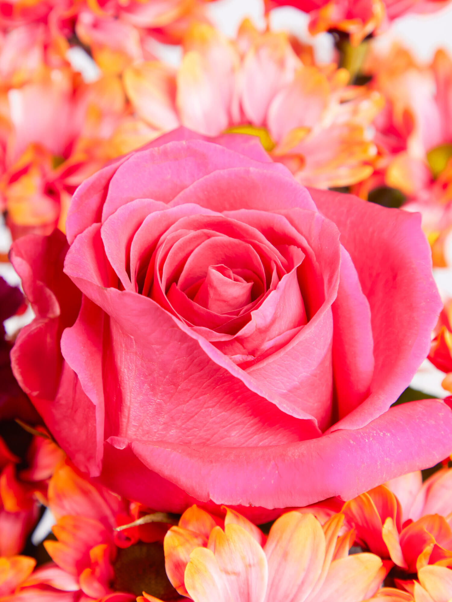 Colours of India - Hauptblüte: Chrysanthemen, Nelken, Rosen - Hauptfarbe: Orange, Pink, Violett
