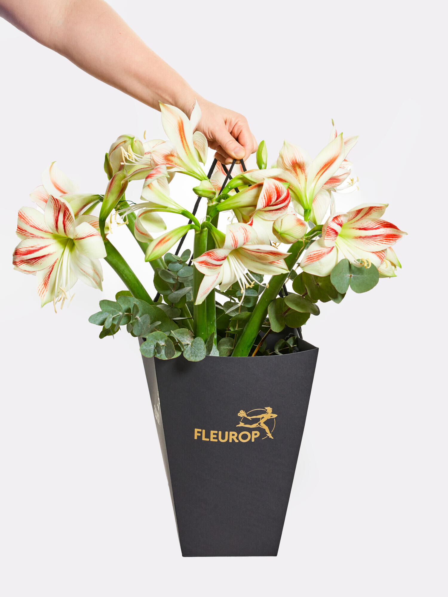 Sternenhimmel - Hauptblüte: Amaryllis - Hauptfarbe: Weiß