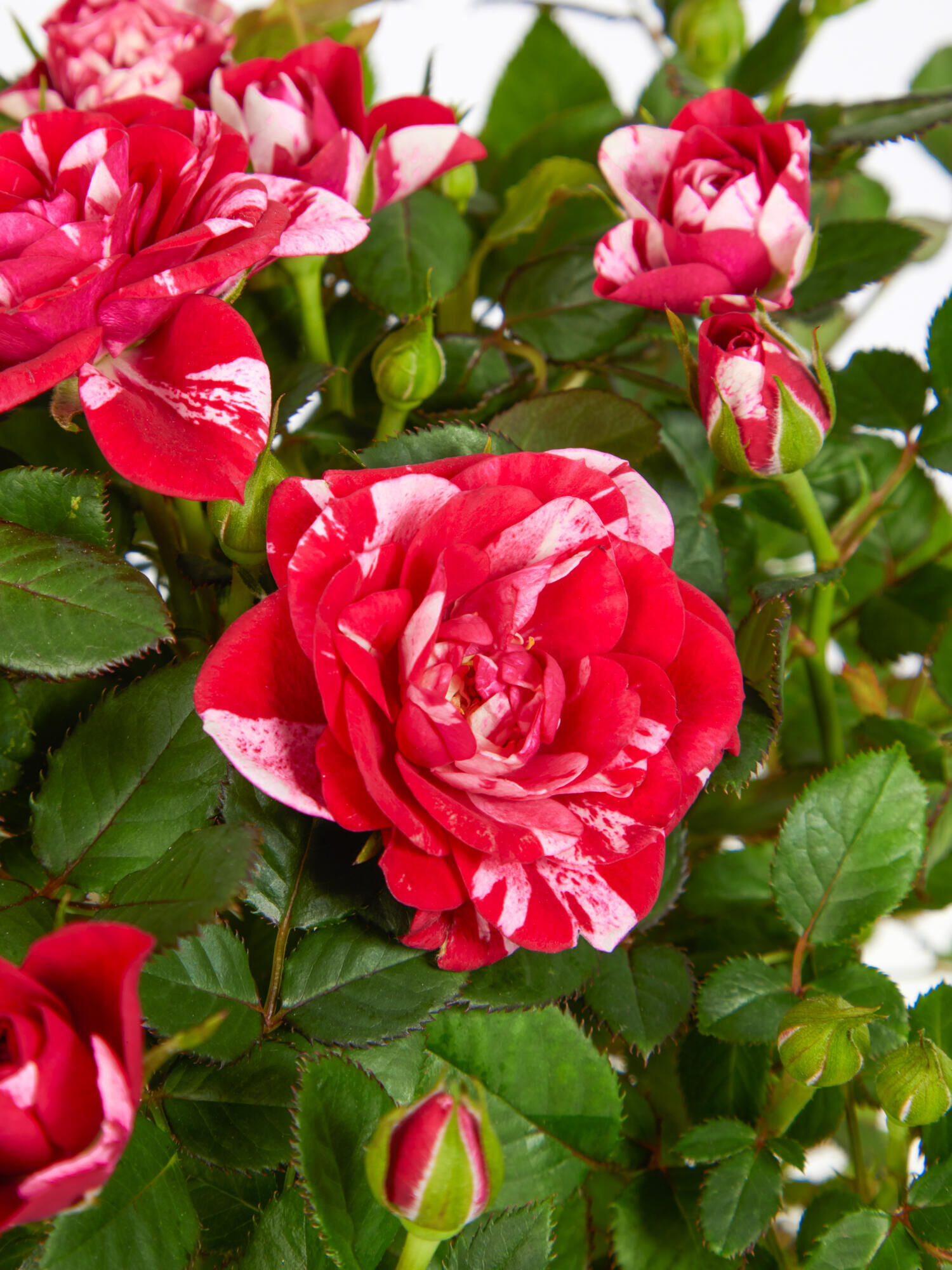 Classic Beauty - Main Colors: PINK, RED, ROSE - Main Flowers: ROSES