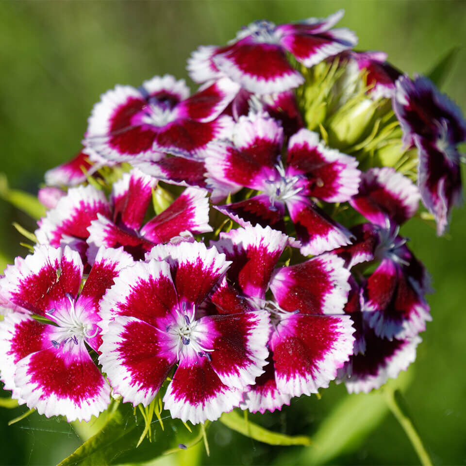 Nahaufnahme einer rot-weißen Bartnelke mit gezackten Blütenblättern vor grünem Hintergrund – auffällige Sommerblume mit nostalgischem Charme.