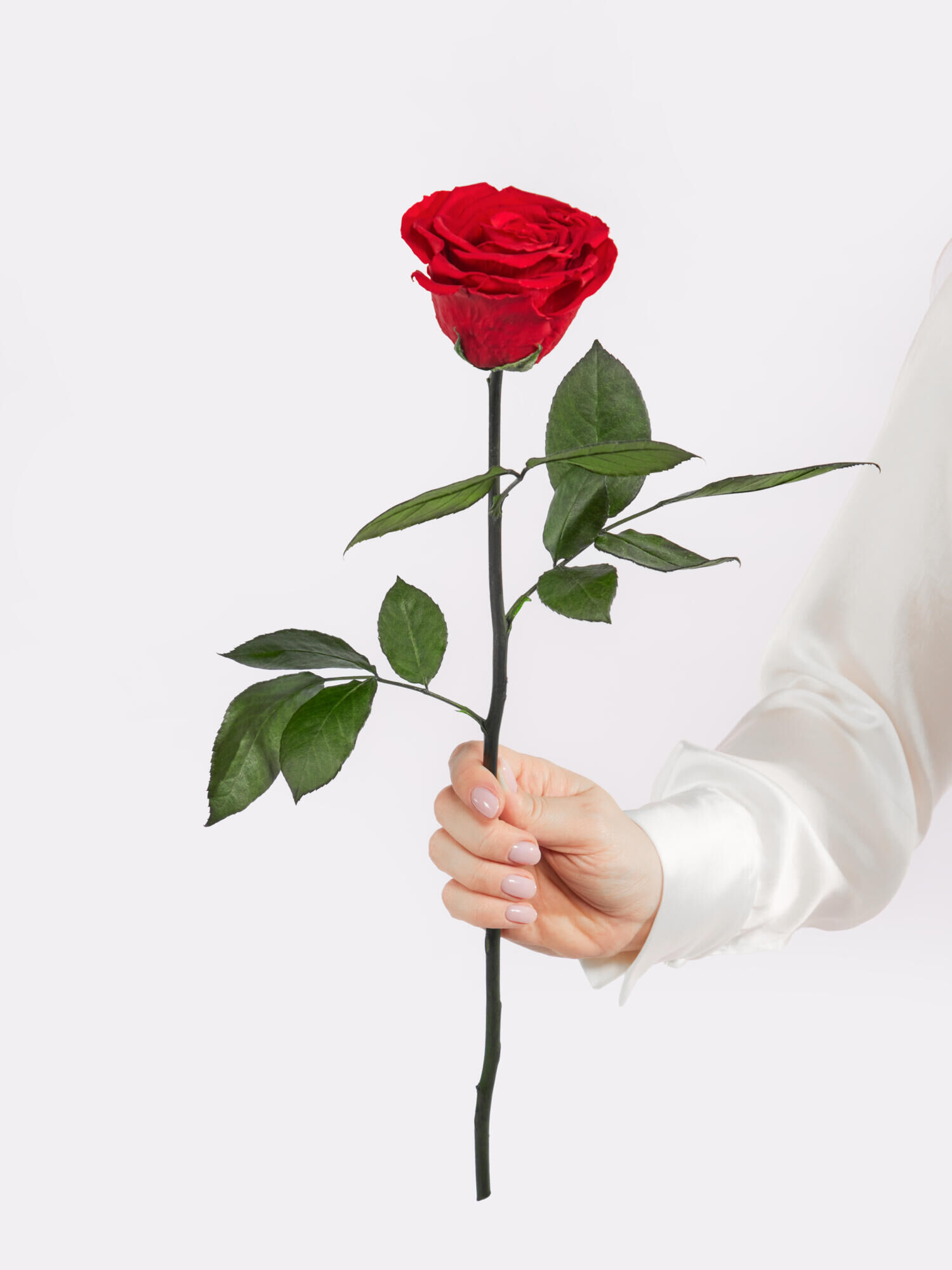 Infinity Rose: Forever Yours - Hauptblüte: Rosen - Hauptfarbe: Rot