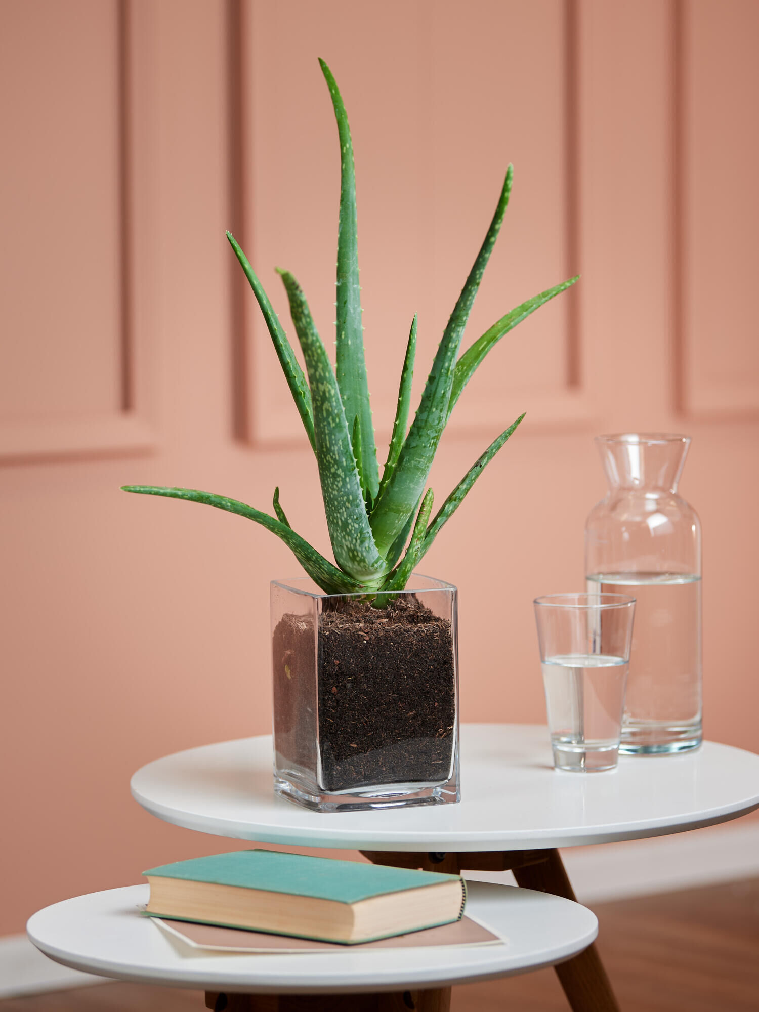 Echte Aloe in Vase