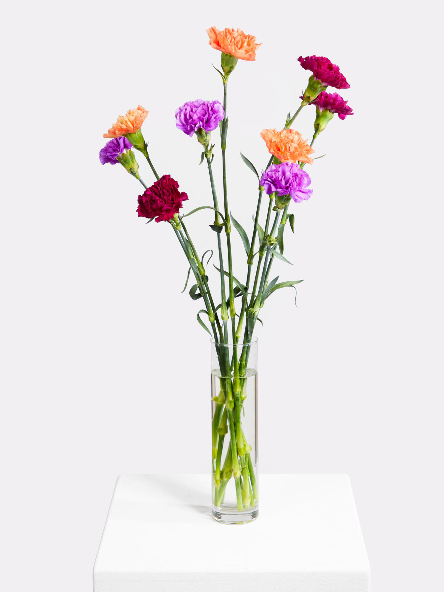 Galaxmix - Hauptblüte: Nelken - Hauptfarbe: Orange, Pink, Violett