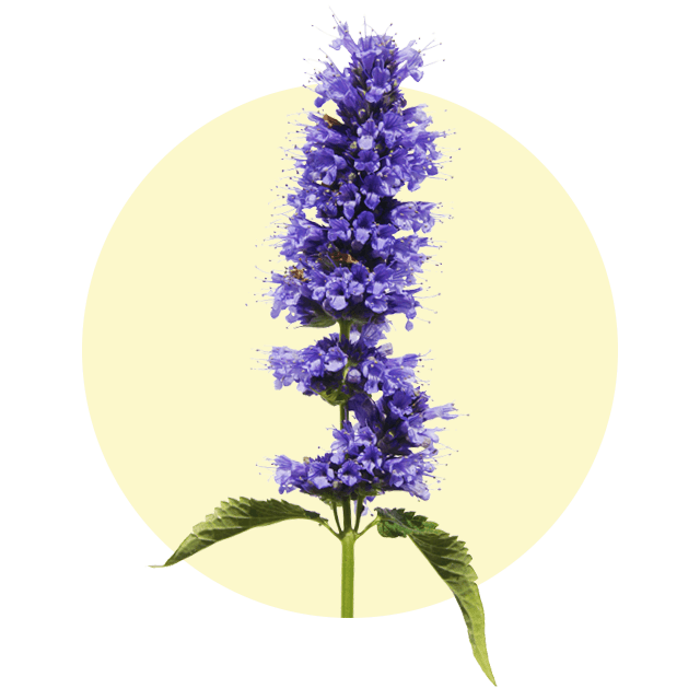 Aufrecht stehende, violettblaue Blütenähre der Duftnessel vor hellem Hintergrund.