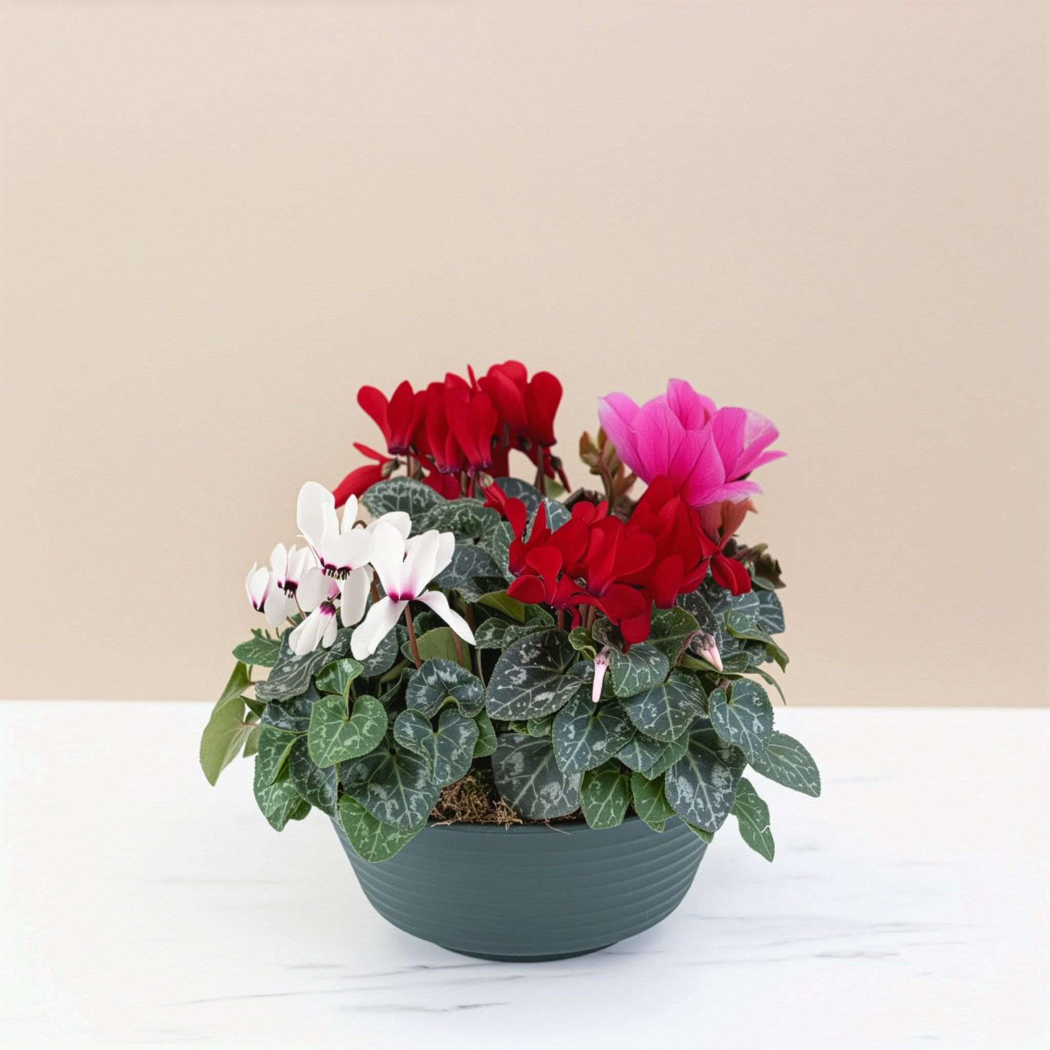 Composition Cyclamens Composition Cyclamens