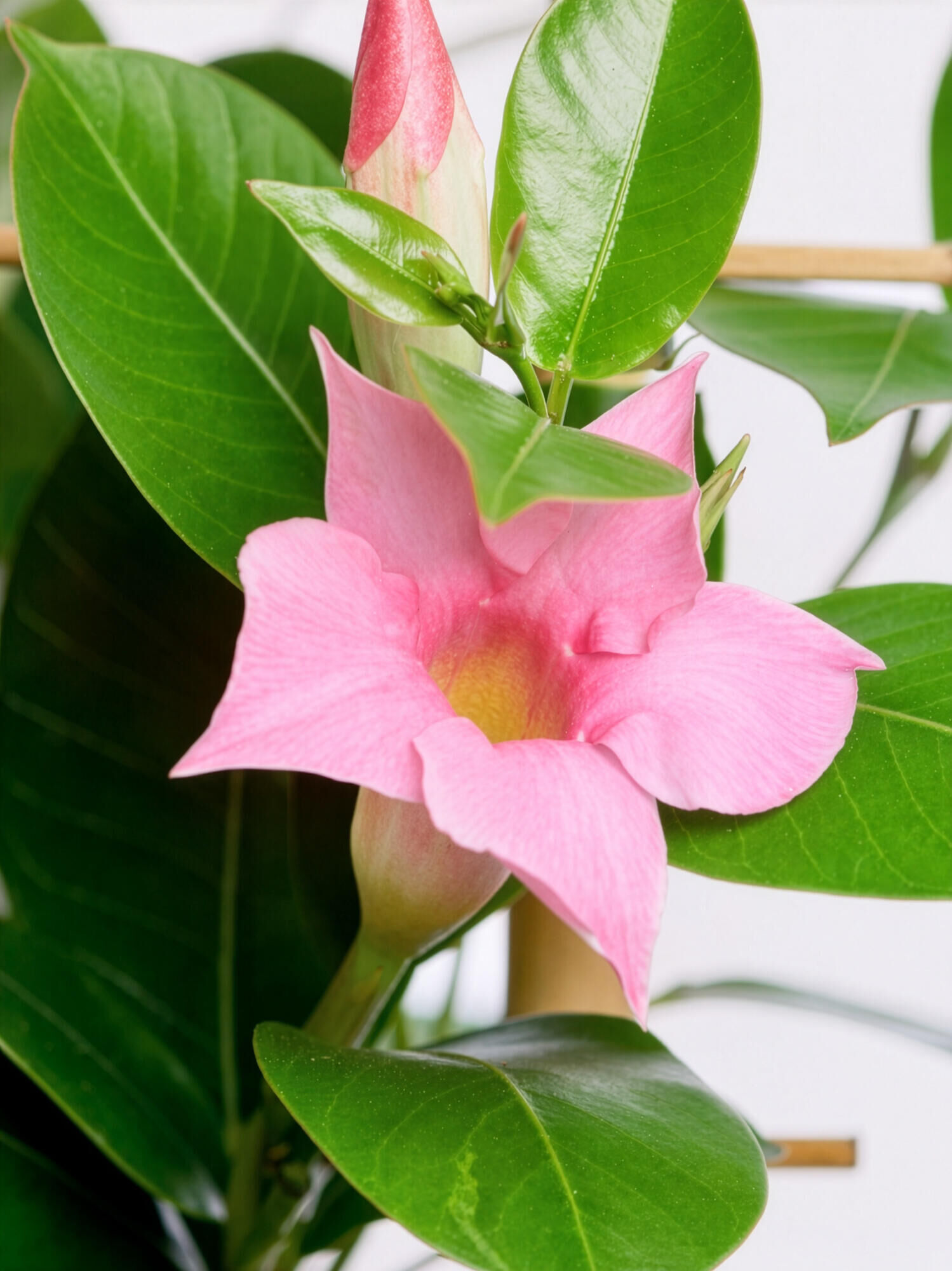 As Lovely as You - Hauptfarbe: Rosa