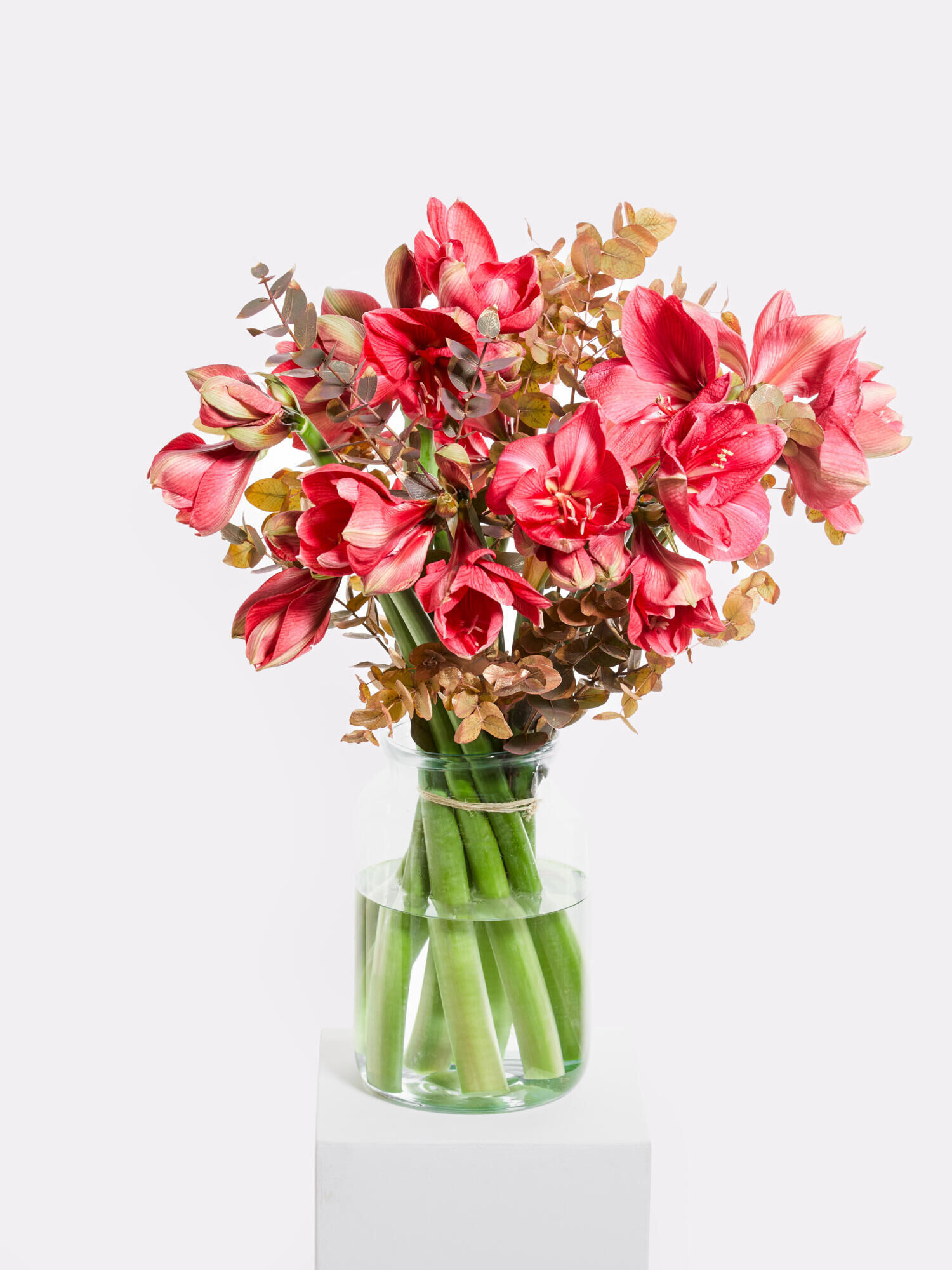 Wintermärchen - Hauptblüte: Amaryllis - Hauptfarbe: Gold, Pink, Rosa