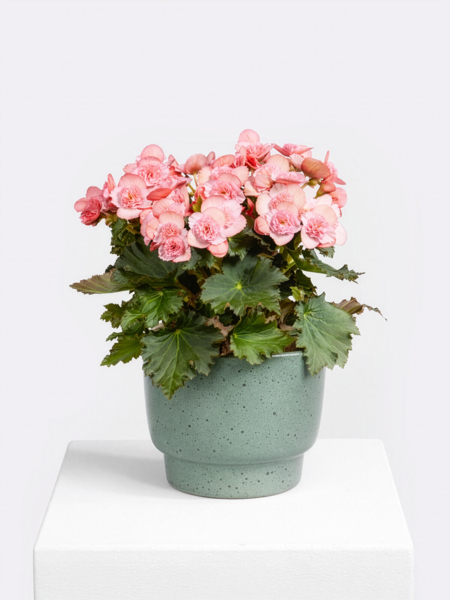 Begonia Pompon de Fleur