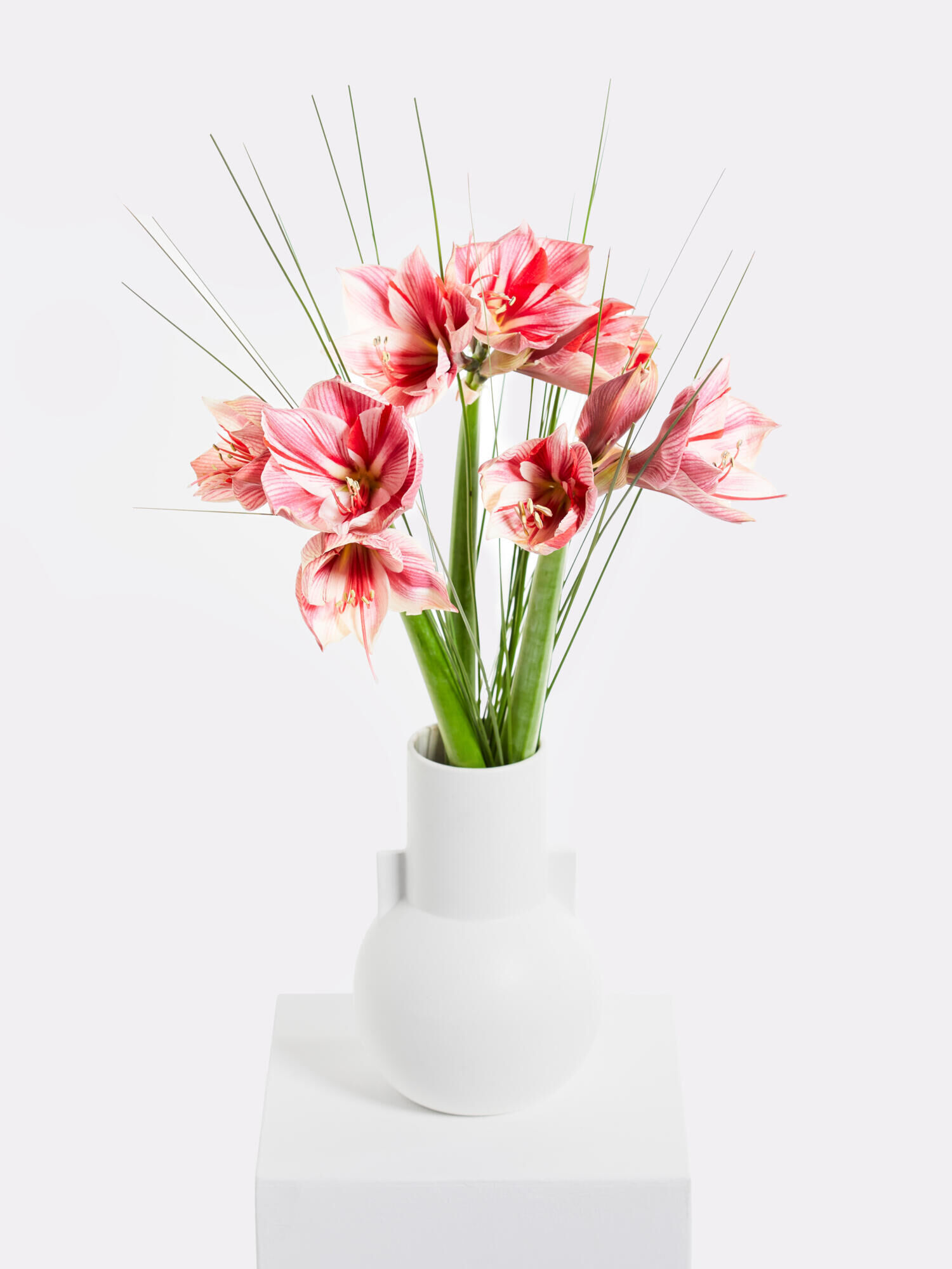 Winterfreuden - Hauptblüte: Amaryllis - Hauptfarbe: Pink, Rosa