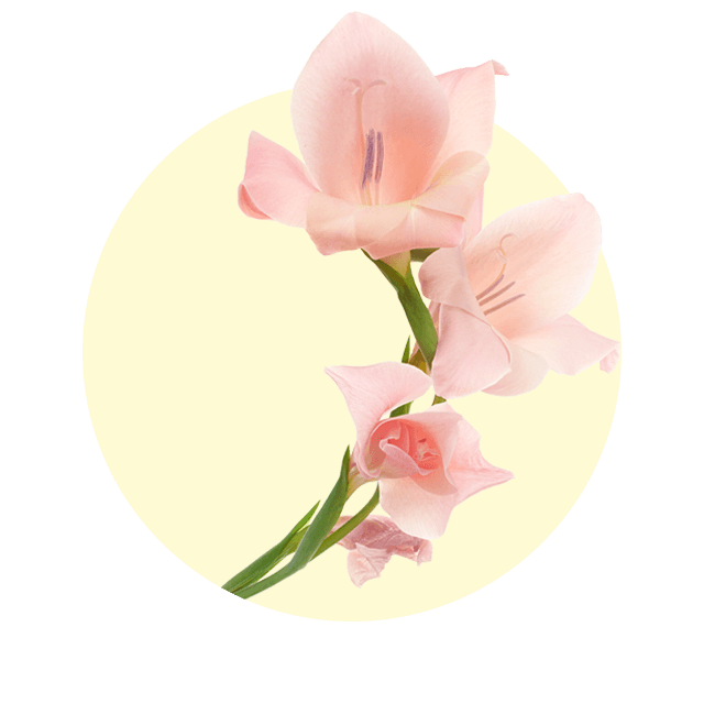 Zarte, rosa Gladiolenblüten an hohem Stiel vor hellem Hintergrund.