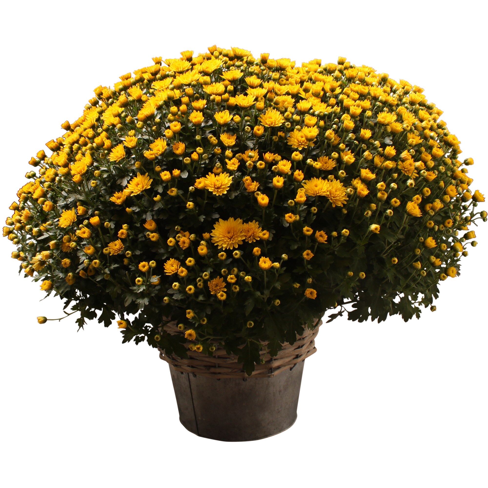 Chrysanthemum