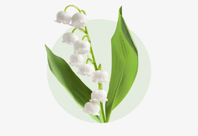 Maiglöckchen Maiglöckchen mit weißen, glockenförmigen Blüten und kräftig grünen Blättern.