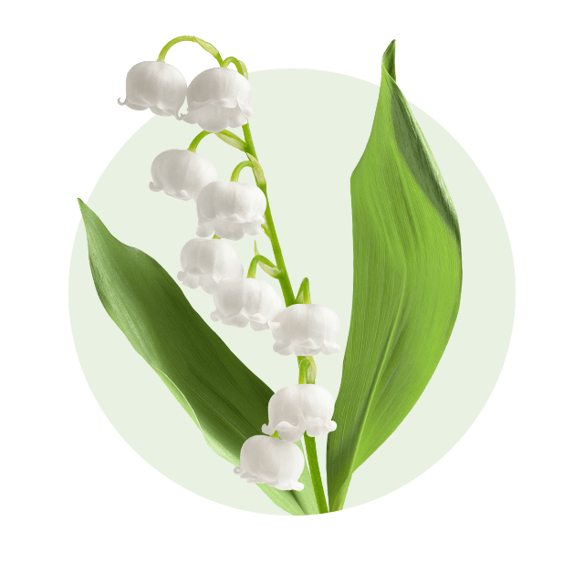 Maiglöckchen Maiglöckchen mit weißen, glockenförmigen Blüten und kräftig grünen Blättern.