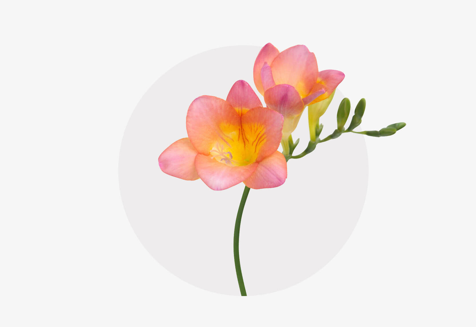 Nahaufnahme einer zarten Freesienblüte mit gelbem Inneren und rosa-orangefarbenen Blütenblättern vor einem dezenten, runden Hintergrund. Die Blüte strahlt Eleganz und Frische aus.