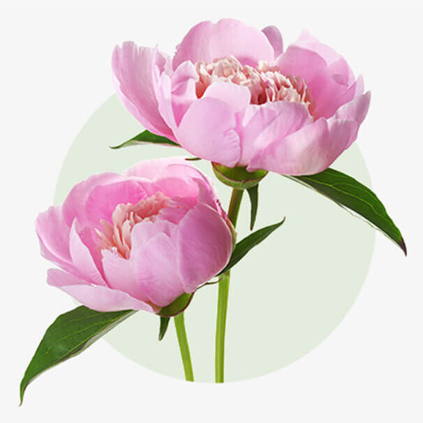 Zwei rosafarbene Pfingstrosen mit geöffneten Blüten und grünem Stiel vor hellem Hintergrund.