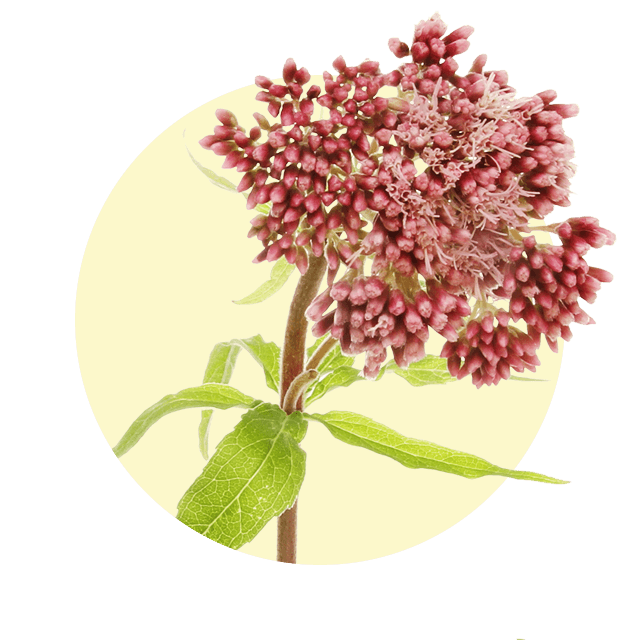 Rosa Blütendolden des Wasserdosts mit zahlreichen kleinen Knospen und grünen Blättern vor hellem Hintergrund.