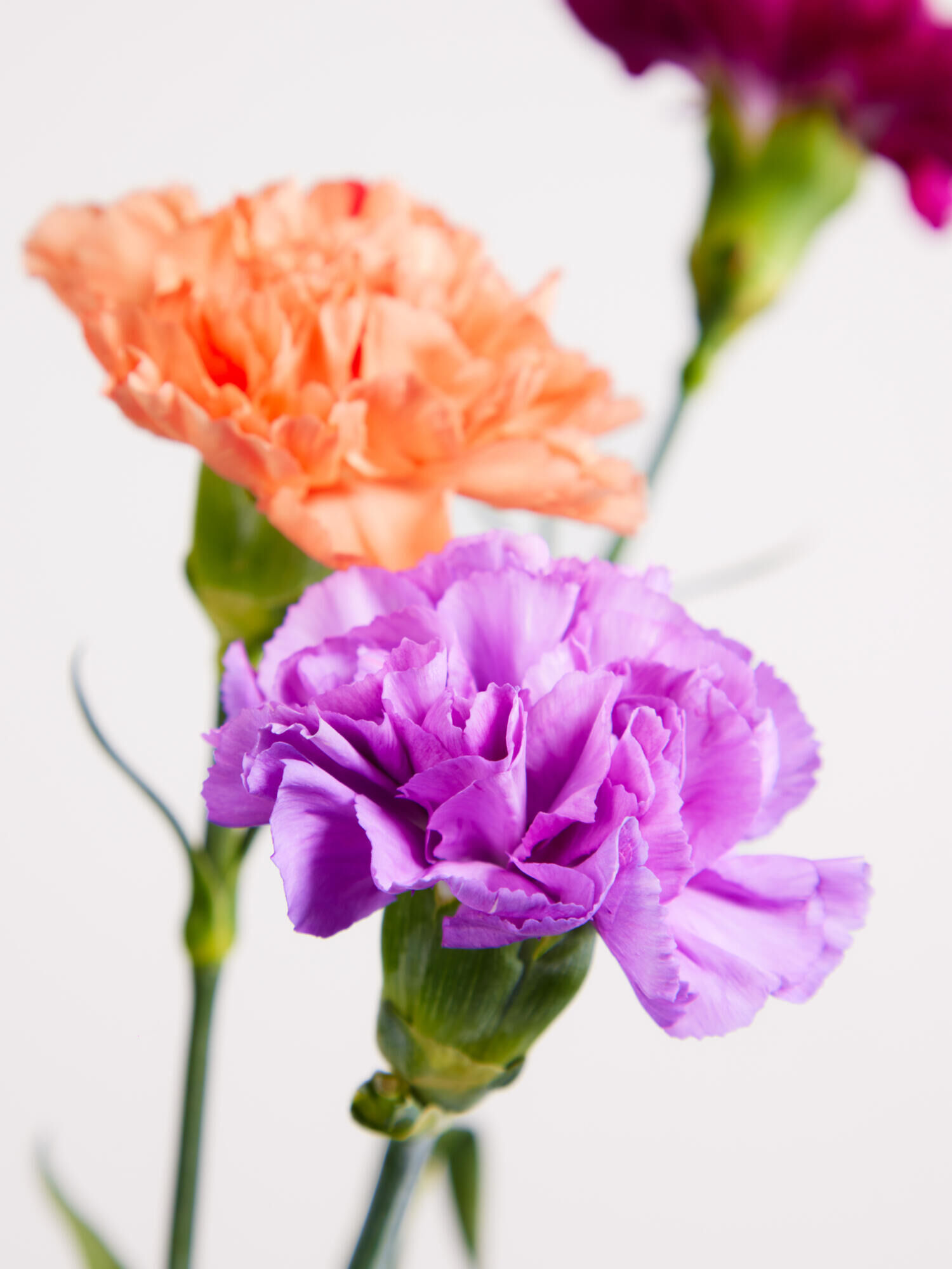 Galaxmix - Hauptblüte: Nelken - Hauptfarbe: Orange, Pink, Violett