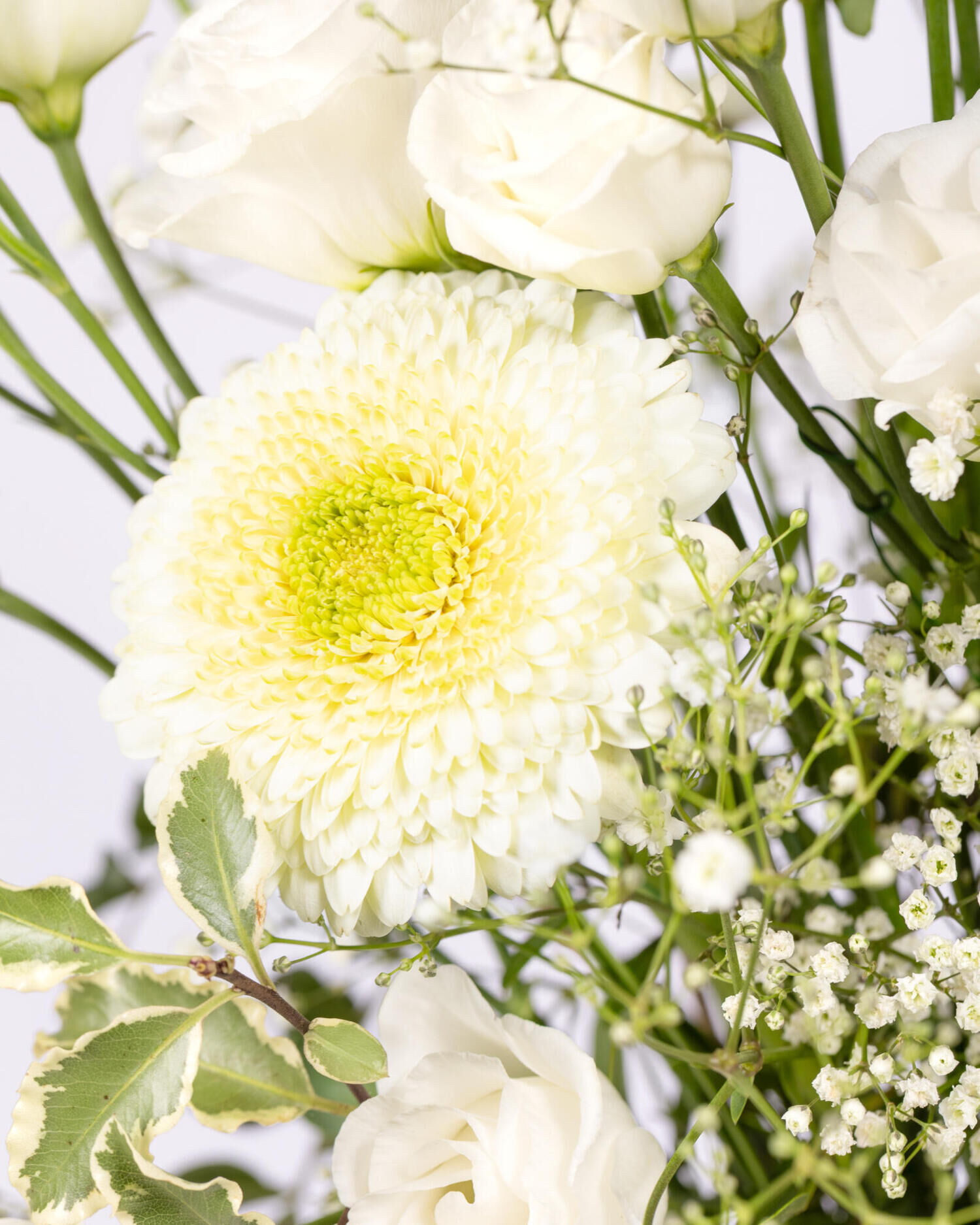 Strauß der Woche - Hauptblüte: Eustoma, Germini - Hauptfarbe: Weiß