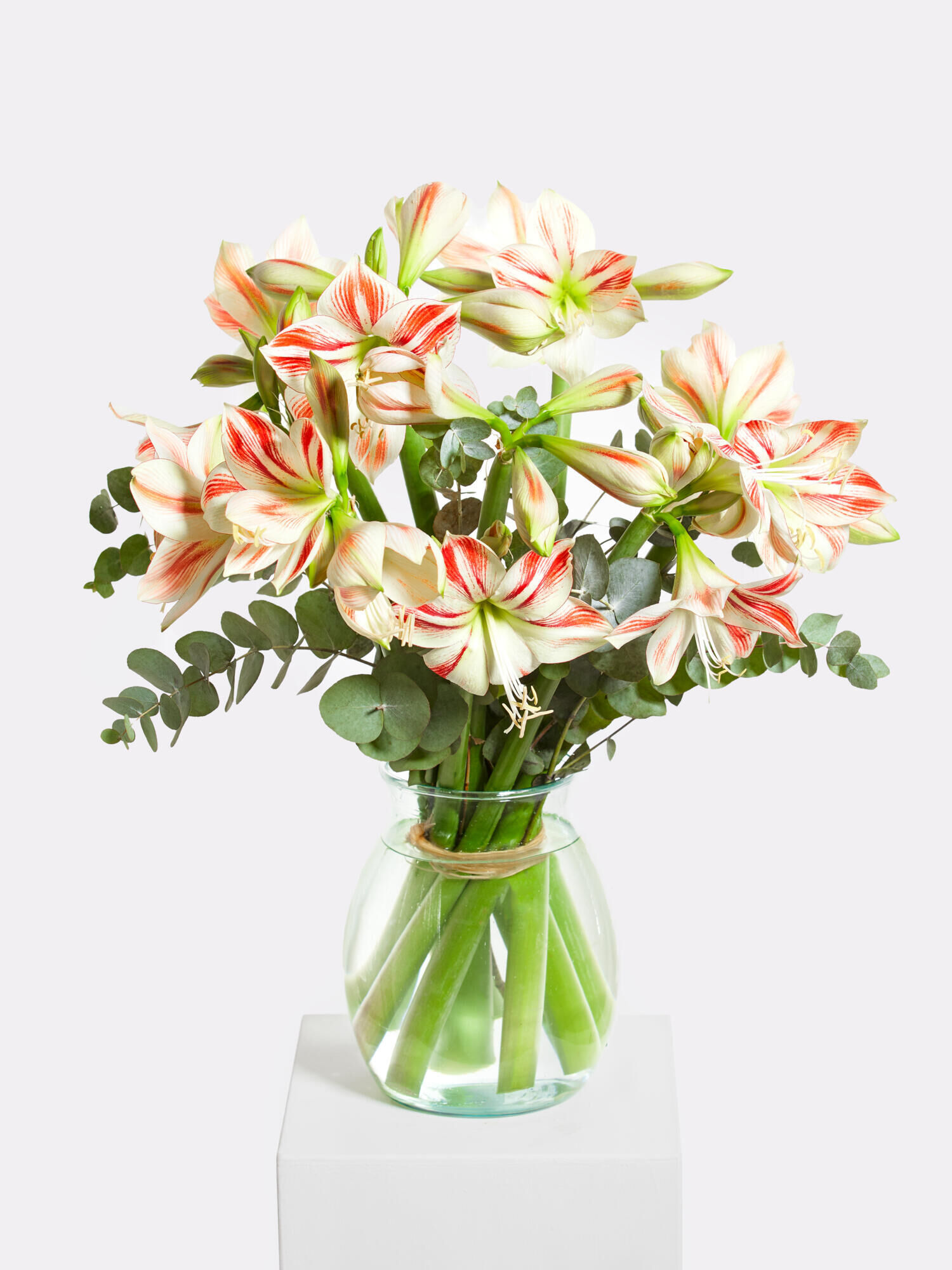 Sternenhimmel - Hauptblüte: Amaryllis - Hauptfarbe: Weiß