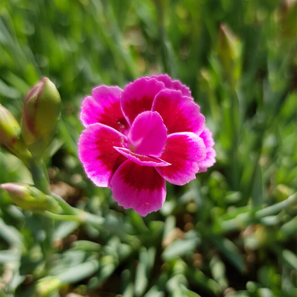 Kräftig pinkfarbene Gartennelke mit kompaktem, rundem Blütenkopf – klassische Beetblume in voller Blüte.