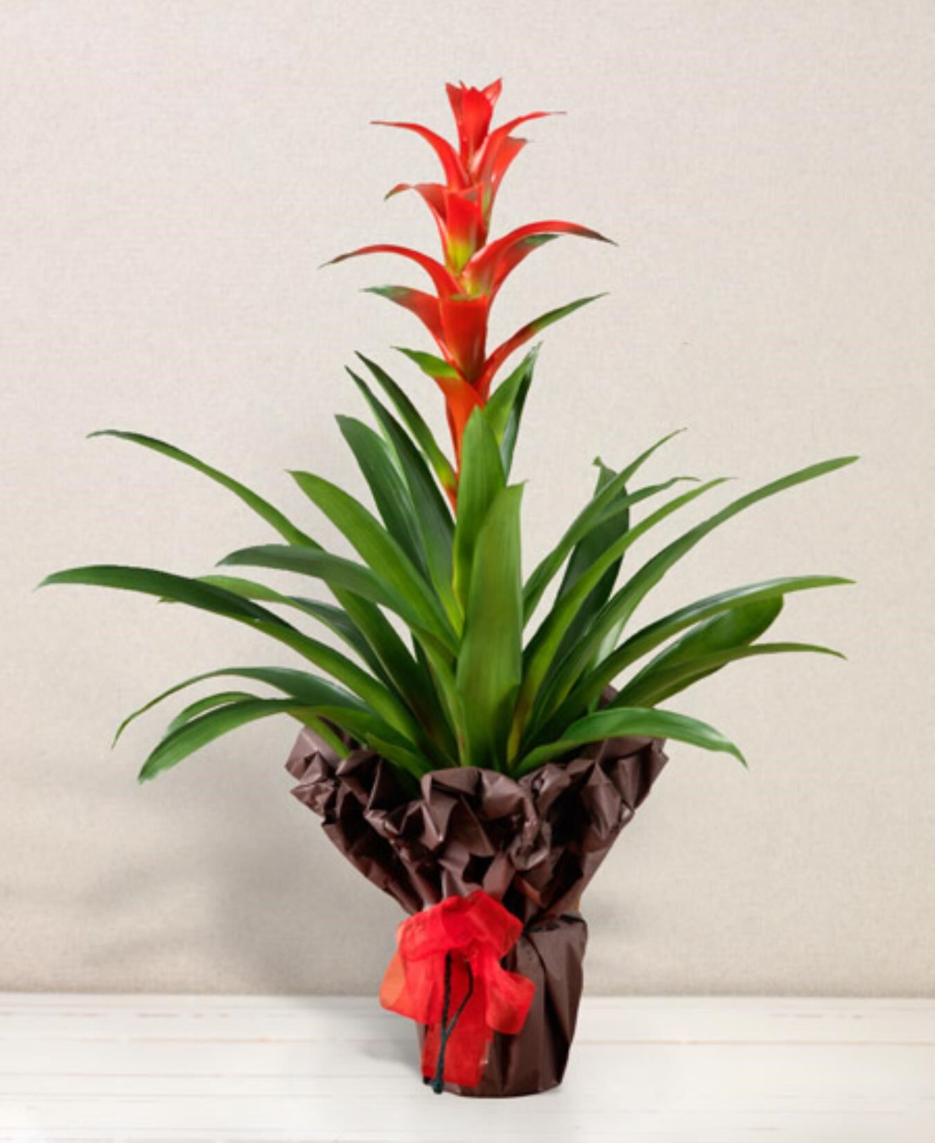Guzmania
