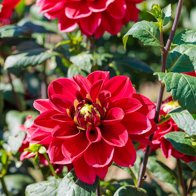 Leuchtend rote einfache Dahlie mit offenen Blüten und sichtbarer gelber Mitte, umgeben von grünem Laub.