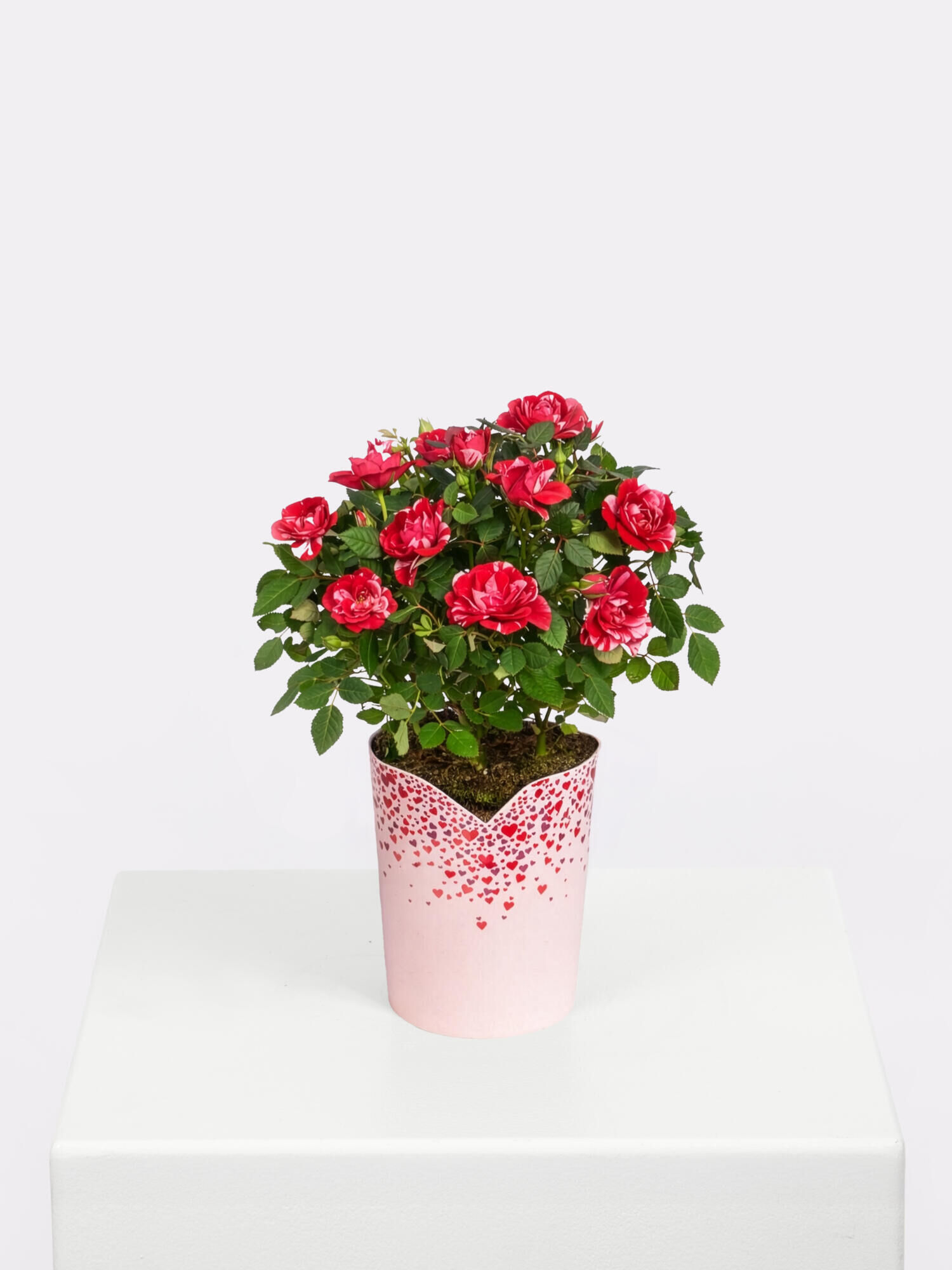 Classic Beauty - Main Colors: PINK, RED, ROSE - Main Flowers: ROSES