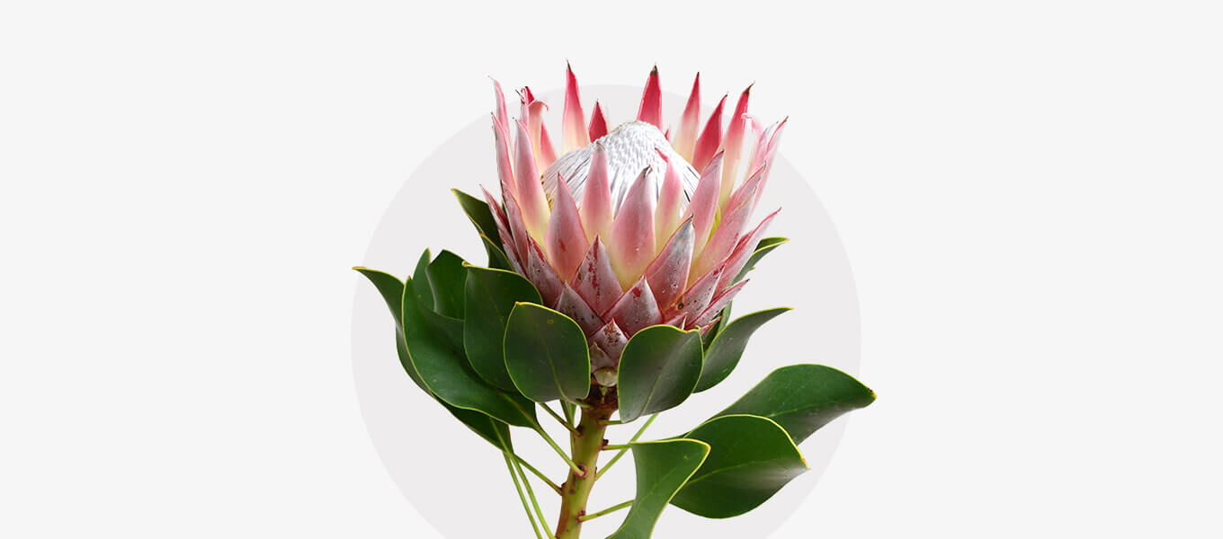 Blüte Protea