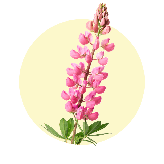 Pinkfarbener Lupinenblütenstand mit langen, dicht anliegenden Blüten vor hellem Hintergrund.